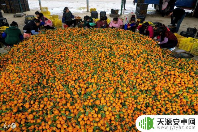 网上抖音卖桔树皮(网上抖音卖桔树皮是真的吗)