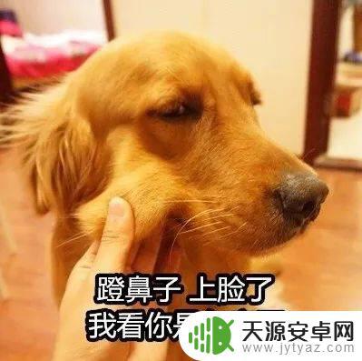 抖音狗表情包意思(抖音狗表情包什么意思)