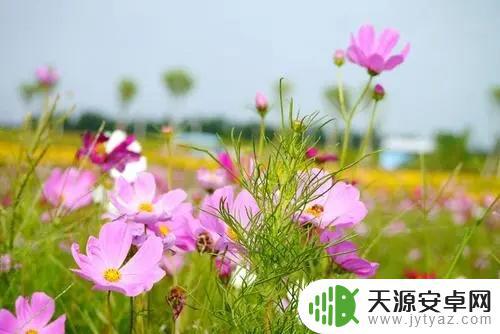 公园赏花抖音句子(公园赏花抖音句子搞笑)