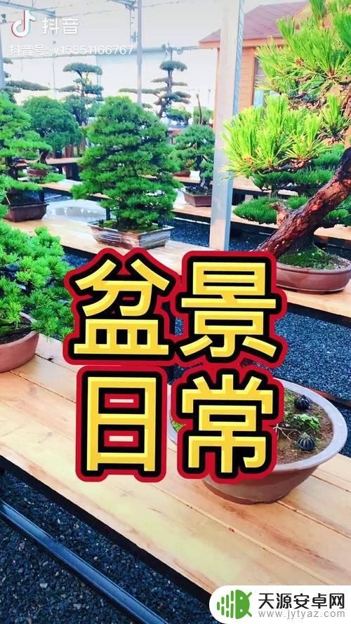 盆景抖音账号文案(盆景抖音文案怎么写)
