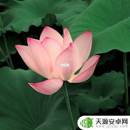 抖音送荷花文案(抖音送荷花文案怎么写)