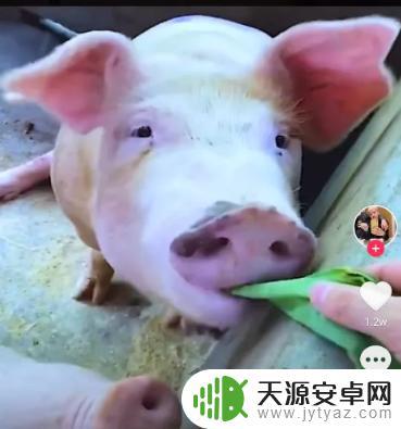 抖音猪太白身高(抖音猪太白多高)