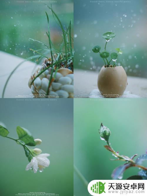 抖音下雨花草文案(下雨花草的说说)