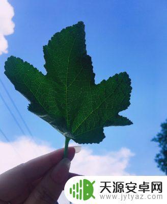 初春树叶抖音文案(初春树叶抖音文案怎么写)