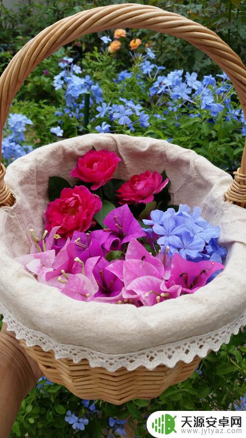 抖音评论最美花(抖音评论最美花语是什么)