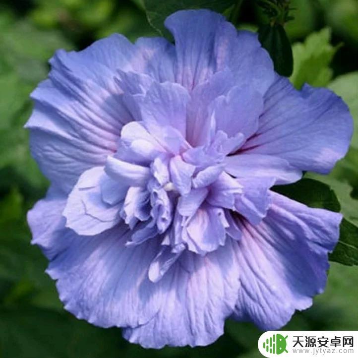 明日方舟的萨卡兹干员详细介绍和评测