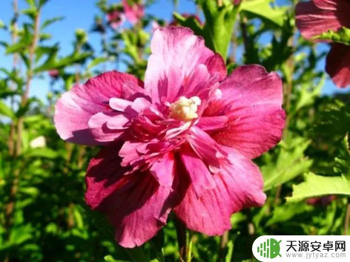 明日方舟的萨卡兹干员详细介绍和评测