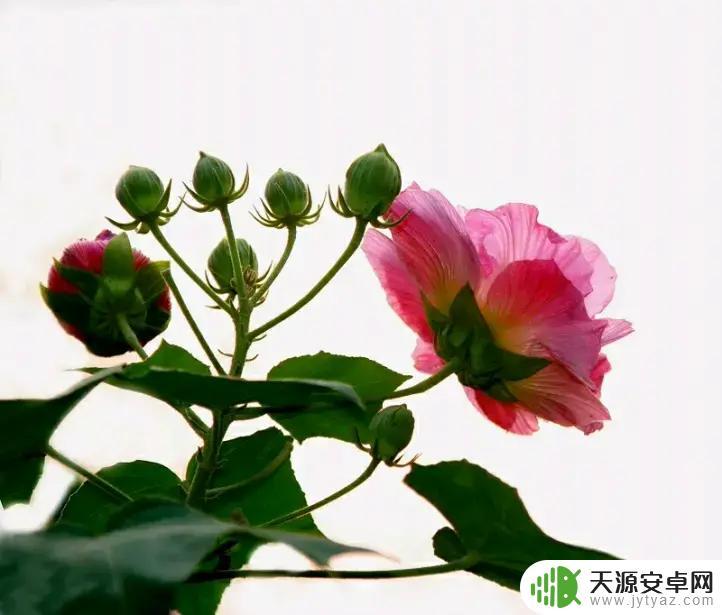明日方舟的萨卡兹干员详细介绍和评测
