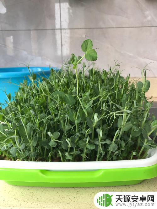 手机上怎么种豌豆尖(怎样种豌豆尖又快又好)