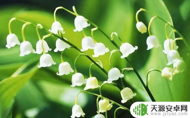 明日方舟铃兰原型 铃兰御守的来历与故事