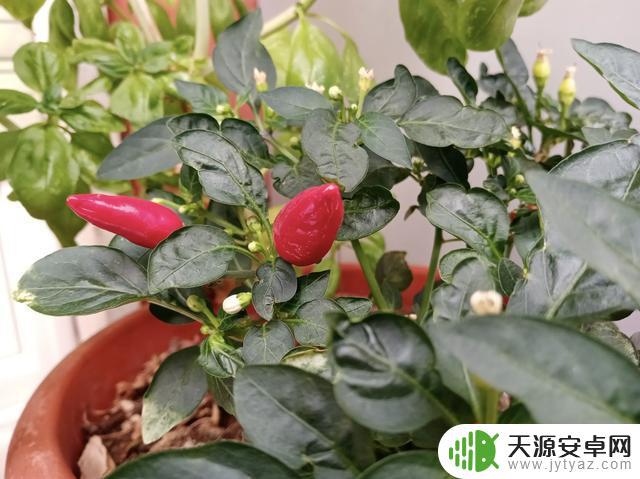 荣耀畅玩9a可以玩原神吗 荣耀畅玩9A性能如何?