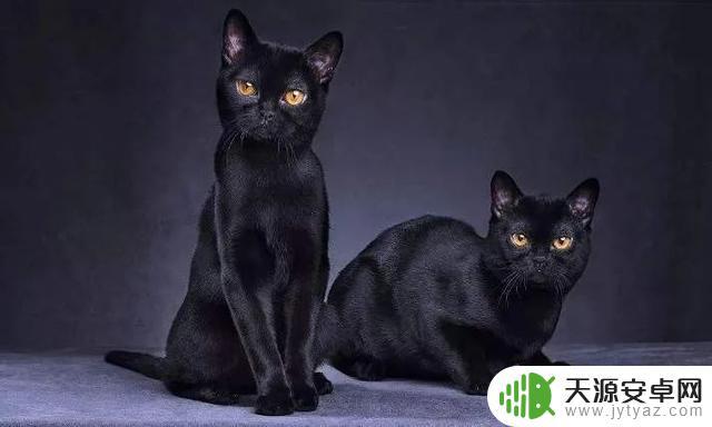 明日方舟煌原型动物 明日方舟煌原型火焰链锯黑猫元素考据