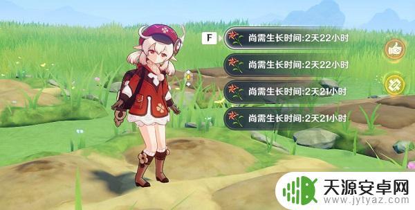 原神风车菊的位置
