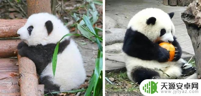 花花熊猫壁纸手机壁纸 萌翻了的熊猫花花