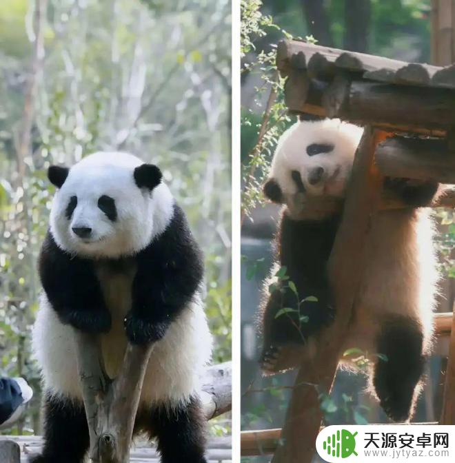 花花熊猫壁纸手机壁纸 萌翻了的熊猫花花