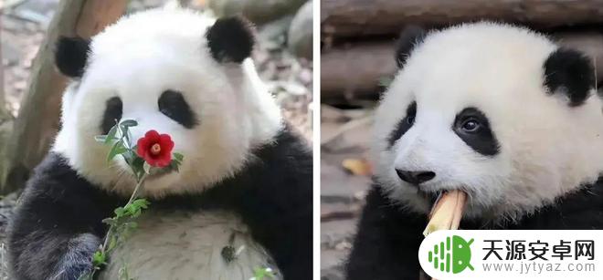 花花熊猫壁纸手机壁纸 萌翻了的熊猫花花