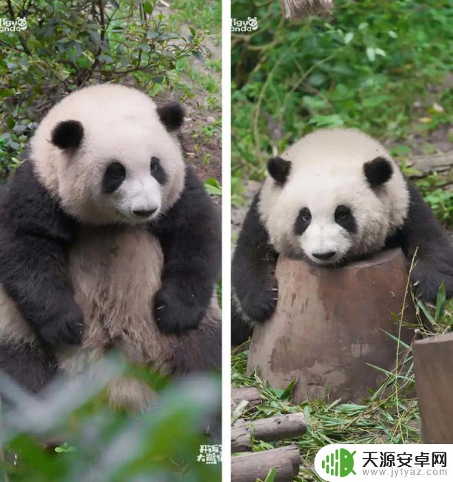 花花熊猫壁纸手机壁纸 萌翻了的熊猫花花