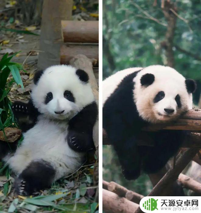 花花熊猫壁纸手机壁纸 萌翻了的熊猫花花