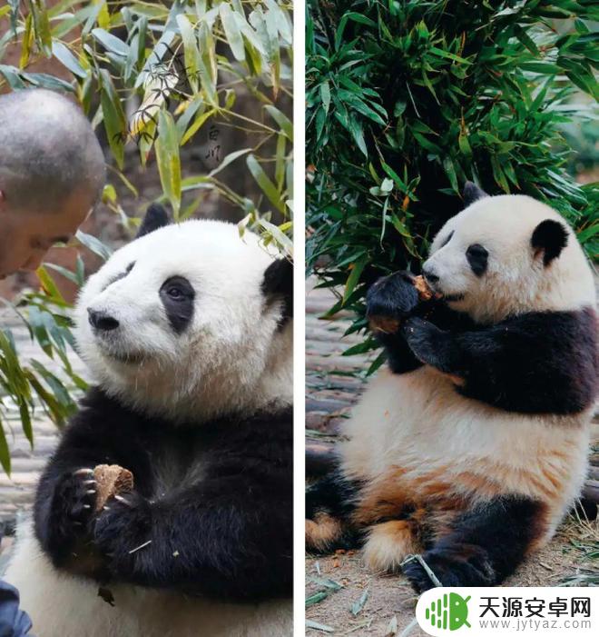 花花熊猫壁纸手机壁纸 萌翻了的熊猫花花