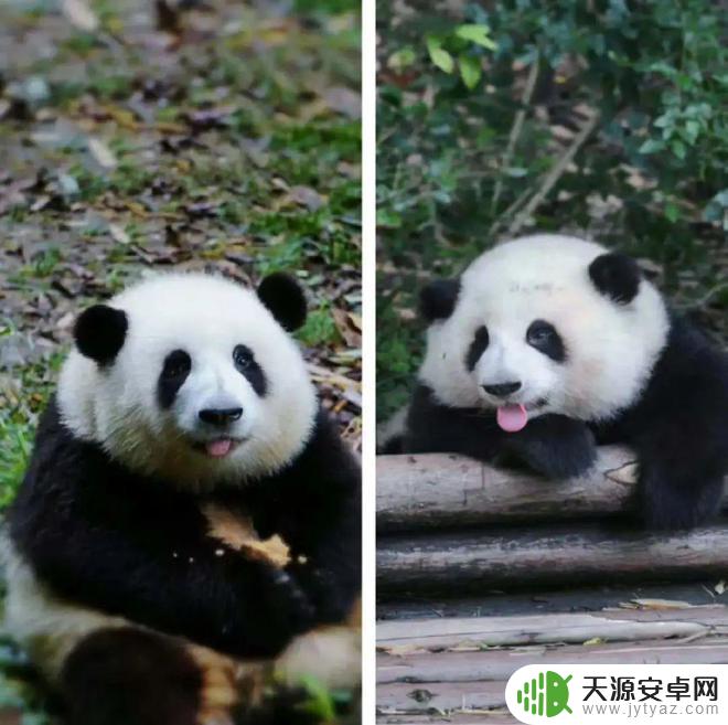 花花熊猫壁纸手机壁纸 萌翻了的熊猫花花