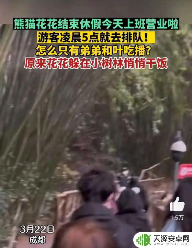 花花熊猫壁纸手机壁纸 萌翻了的熊猫花花