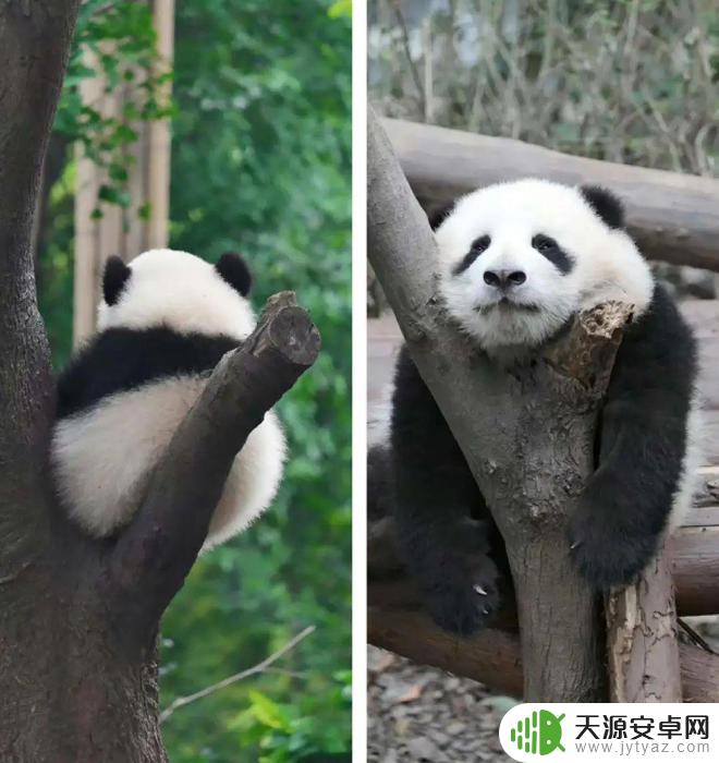 花花熊猫壁纸手机壁纸 萌翻了的熊猫花花