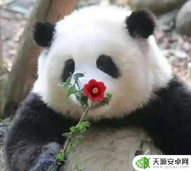 花花熊猫壁纸手机壁纸 萌翻了的熊猫花花