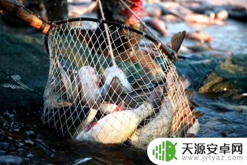 手机掉到农村茅厕怎么捞上来 怎么办手机掉进农村厕所了