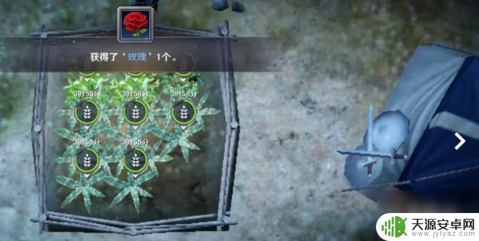 黑色沙漠黄金玫瑰 黑色沙漠黄金玫瑰获取攻略