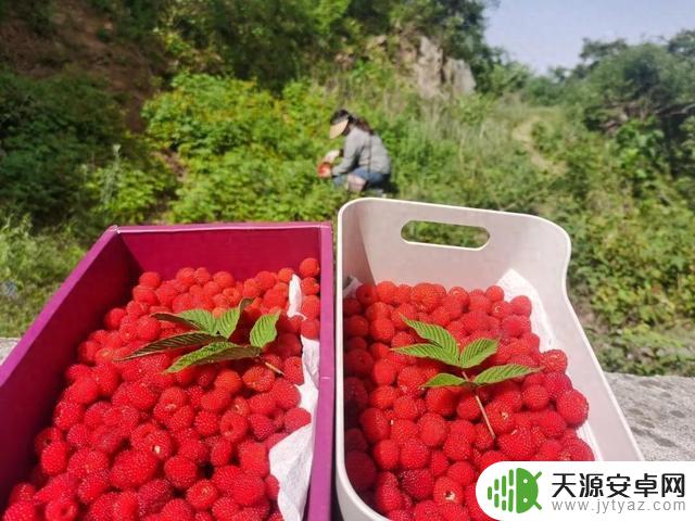 近来流行打野玩法？有人花费大量时间整理攻略，但需谨慎，存在风险
