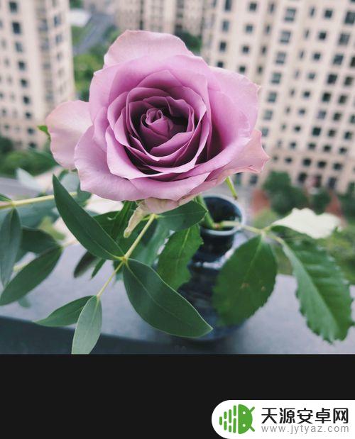 怎么在手机照片上画圈 苹果手机照片如何画圈标记